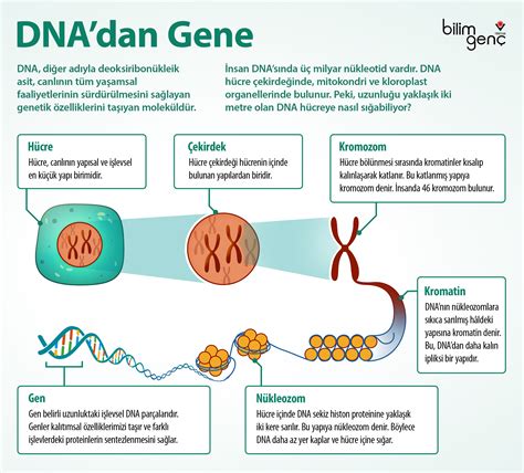 kromozom dna gen nükleotit basitten karmaşığa sıralanışı